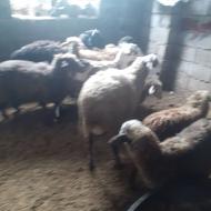 گوسفند بره داشتی وگوشتی