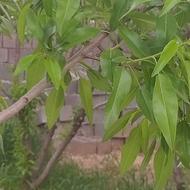  باغ با استخر 2000متر