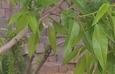 *فروش باغ با استخر 2000متر