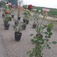 گل رز گل رز عالی و نهال پسته