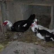 سه عدد اردک اسرائیلی