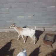 بز سومالی وجوان