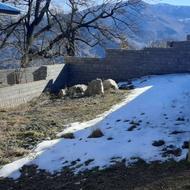 زمین با کاربری مسکونی در روستای اوریم