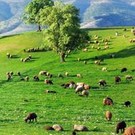 چیدن علف هرز باغات
