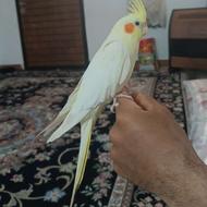 عروس هلندی