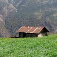کارگر برای گاوداری سنتی