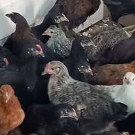 نیمچه و جوجه مرغ و خروس محلی با احترام 85 ت