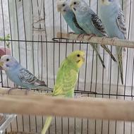 6 عدد مرغ عشق