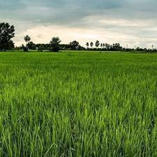 5000 متر شالیزار چاه برق، ابتدای جاده دریا