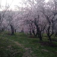 خریدار چوب