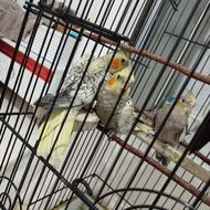 عروس هلندی جوجه
