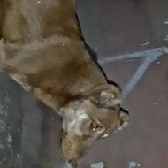 واگذاری سگ گله
