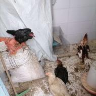 مرغ و خروس لاری
