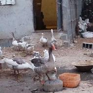 غاز کشتنی گوشت کدر علف خورده