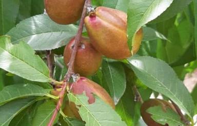 باغ شلیل به متراژ دلخواه در چاله پل