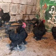 مرغ وخروس پاپر چینی تمام مشکی