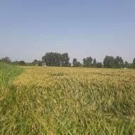 فروش زمین کشاورزی