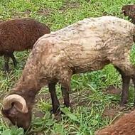 معاوضه بره نر زل با بره نر نژاد دار