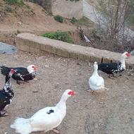 مرغ اردک سیکا