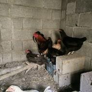 خروس و مرغ محلی 2 رگ