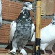 کبوتر ماده سوسکی پرش سنگین بشرط