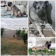 سگ حدودیک سالی هست دزدیده شده کسی نشونی ازش بده مژدگانی خوبی