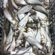 («خرید و فروش انواع بچه ماهی گرمابی اصلاح نژاد شده»)