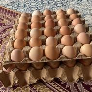 تخم مرغ محلی ارگانیک