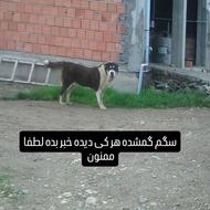 سگم گمشده ماده آلابای