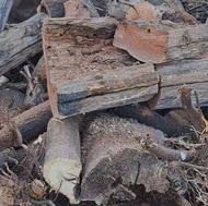 خریدانواع چوب