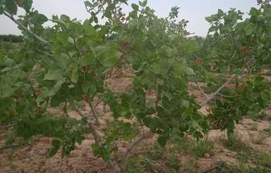 باغ شهری 1500