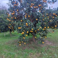  باغ  200متر مرکبات درختان بزرگ جاده نظامی