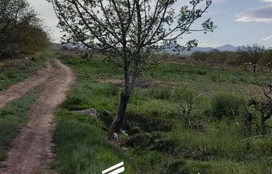 فروش باغ انگور و میوه