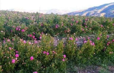اجاره باغ گل محمدی