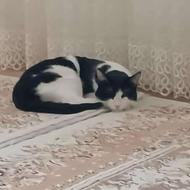 گربه خانگی گمشده