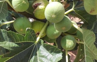 فروش انجیرستان .کوه بش ..استهبان