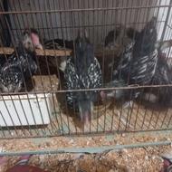 جوجه سیبرایت 2 ماه