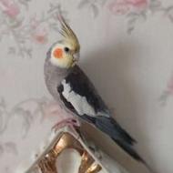 عروس هلندی گم شده