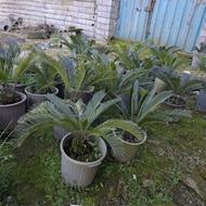 گل سیکاس 5تا6 ساله