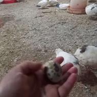 تخم بلدرچین گوشتی
