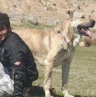 گمشده پیگیرشم