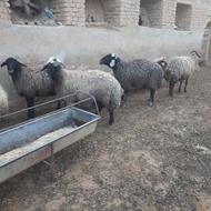 میش ابستن....