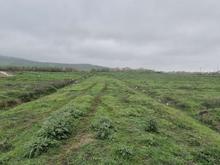 فروش زمین مسکونی 212 متر در آزادشهر در شیپور