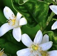 خریدار بهار نارنج