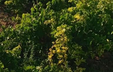 فروش باغ درخرمدشت (دووز)