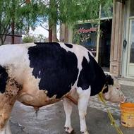 گوشت گوساله نر به صورت سهم 4کیلویی
