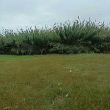 زمین مسکونی 135 متر آماده ساخت در بلوار قلی تبار