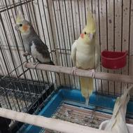 عروس هلندی مولد