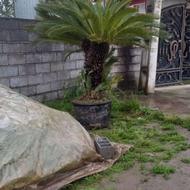 سیکاس‌‌‌‌ ‌ ‌ ‌