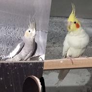 عروس هلندی یک جفت